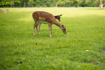 young shy fallow deer playing in the green meadow