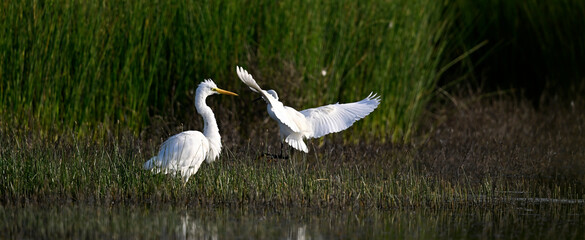 Silberreiher (Ardea alba) und anfliegender Seidenreiher (Egretta garzetta) // Great egret and Little egret approaching 