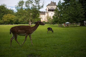 young shy fallow deer playing in the green meadow