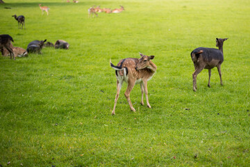 young shy fallow deer playing in the green meadow