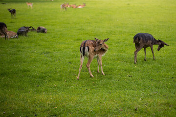 young shy fallow deer playing in the green meadow