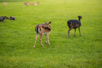 young shy fallow deer playing in the green meadow