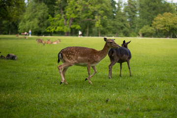 young shy fallow deer playing in the green meadow