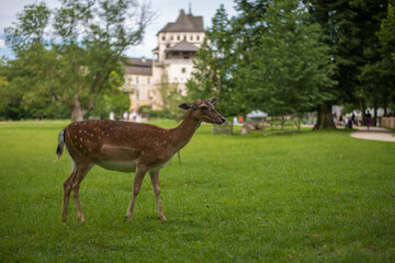 young shy fallow deer playing in the green meadow