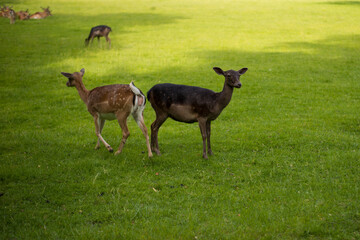 young shy fallow deer playing in the green meadow