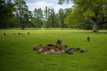 young shy fallow deer playing in the green meadow