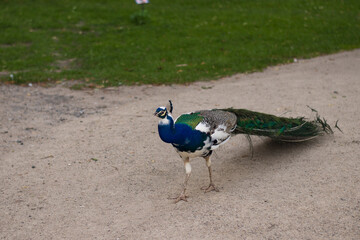 bright exotic peacock walking on thelawn o the castle Blatna