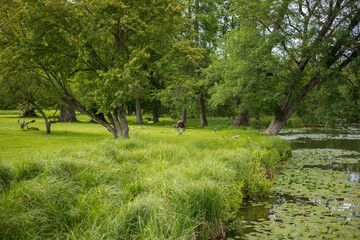wild ducks in the clean transparent waters of the medieval castle pond covered with water lilies