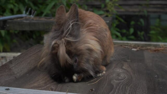 Chocolate colored fluffy rabbit washing with paws while sitting on the roof of a farm house in summer as a concept for breeding and caring for pets