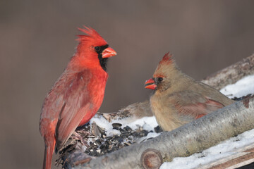 Cardinals in winter