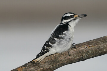Female Hairy woodpecker in winter