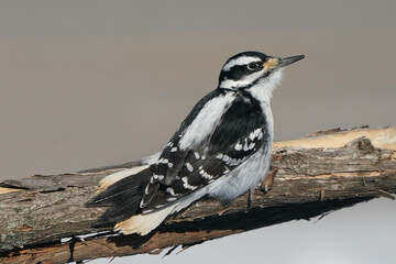 Female Hairy woodpecker in winter