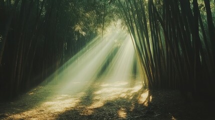 Naklejka premium Sunbeams Through Bamboo Forest: A Serene Nature Escape