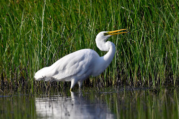 Silberreiher (Ardea alba) mit Kaulquappe im Schnabel // Great White Egret (Ardea alba) with tadpole in its beak