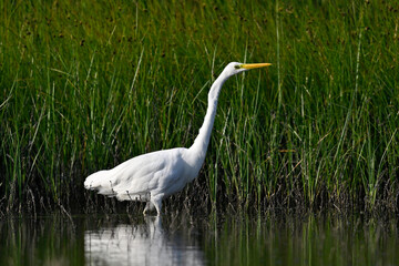 Silberreiher // Great egret (Ardea alba)