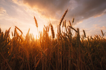 Ripe golden yellow wheat field, pre-harvest condition in beautiful sunset