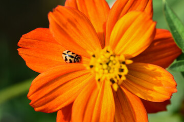 Vibrant cosmos flowers dancing in the sunlight, A burst of color and serenity. Their delicate petals and bright hues create a picturesque and tranquil haven of natural beauty