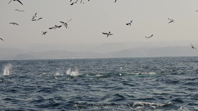 Northern gannet birds (Morus bassanus) dive from the air to open sea hunting sardinr fish. Amazing wild birds of South Africa. Sardine run in Wild Coast. Gannets and cormorants swaying on waves