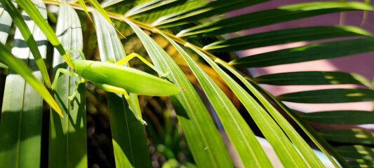 Naklejka premium green grasshopper on green leaves of palm