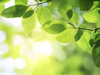 Obraz premium Close-up of Lush Green Leaves Sunlit with Natural Light Springtime Nature Concept : Generative AI