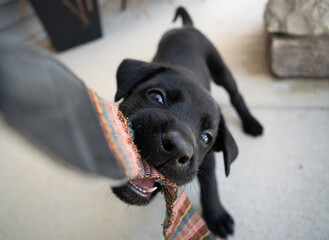 black lab puppy playing