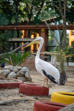 Pelican - A big bird with a long beak