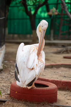Pelican - A big bird with a long beak