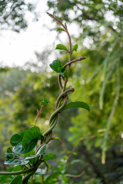 Creeper plant spinning around itself