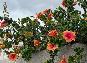 Orange red  Hibiscus flowers (China rose, Chinese hibiscus,Hawaiian hibiscus) in tropical garden of Tenerife,Canary Islands,Spain.Floral background.