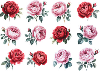 Watercolor red and pink rose flower vector illustrations.