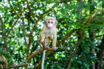 wild nature with monkey in the jungle of sri lanka