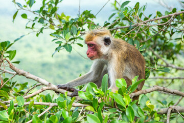 wild nature with monkey in the jungle of sri lanka
