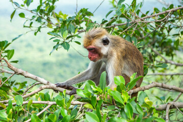 wild nature with monkey in the jungle of sri lanka