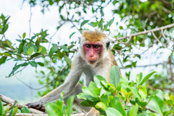 wild nature with monkey in the jungle of sri lanka