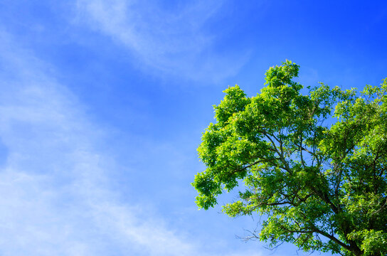 Green leaves and big tree on blue sky background