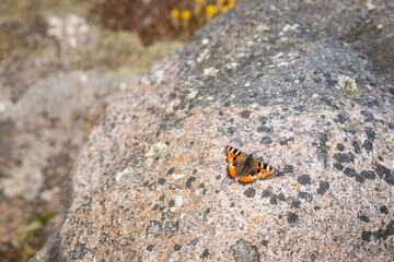 A Small Turtoiseshell butterfly warming up on a rock. Orange butterfly, small tortoiseshell (aglais urticae), sits on a rock. Stone background, copy space and place for text.