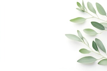 Eucalyptus branches with soft green leaves arranged on a clean white background, creating a minimalistic and fresh botanical composition