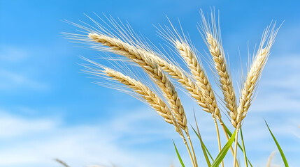 Golden wheat stalks sway gently against a vibrant blue sky dotted with fluffy white clouds, a picturesque summer scene ideal for agricultural or food packaging