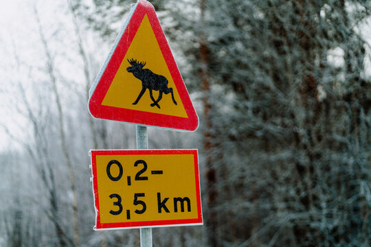 Frosty Swedish Lapland Moose Warning Sign Beside Icy Forest