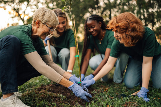 Group of volunteers planting a tree in the forest