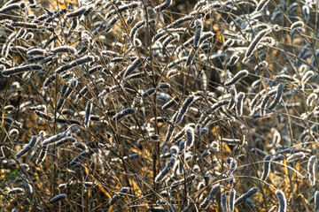 Morning frost glistens on wild grasses in a serene nature setting