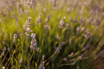 Close view of blooming lavender flowers in the field with warm sunset light in the background.
