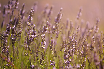 Close view of blooming lavender flowers in the field with warm sunset light in the background.