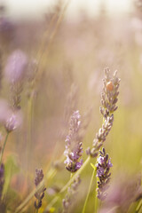 Ladybug perched on a lavender flower. Pollinate, lavender field at sunset.