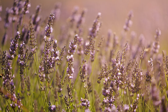 Close view of blooming lavender flowers in the field with warm sunset light in the background.