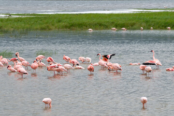 Greater flamingos are a genus of neognathous birds in the family Phoenicopteridae.
