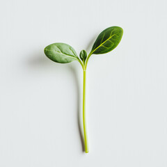 Green sprout on white background