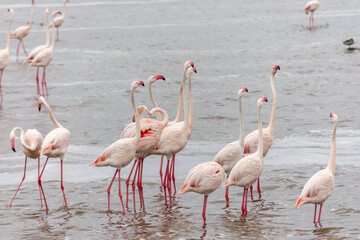 Greater flamingos are a genus of neognathous birds in the family Phoenicopteridae.
