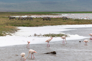 Greater flamingos are a genus of neognathous birds in the family Phoenicopteridae.