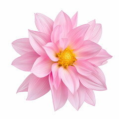 Fototapeta premium Pink dahlia flower blossom, isolated on white background, floral design element, perfect for greeting cards